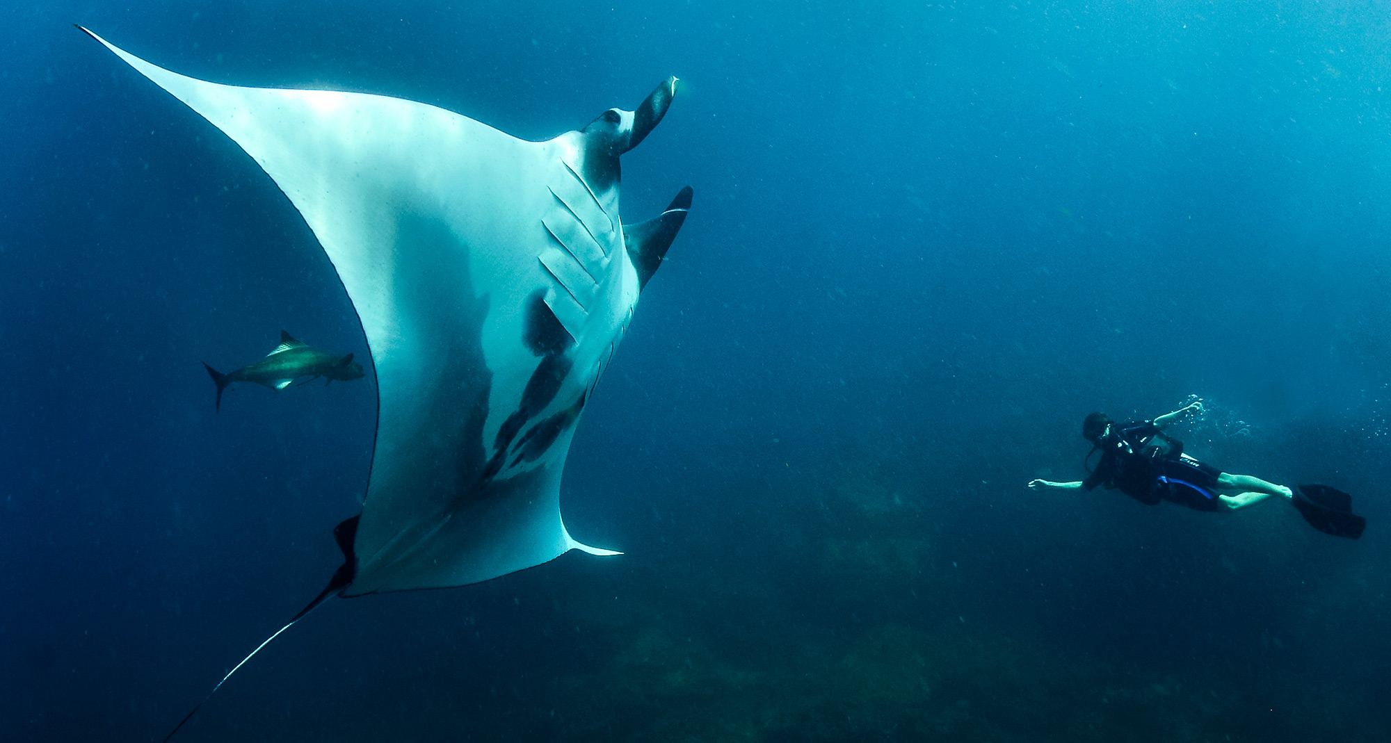 Manta ray gliding over Hin Daeng reef