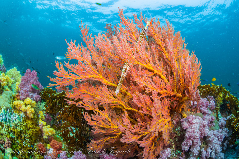 Coral garden at Racha Yai with abundant tropical fish