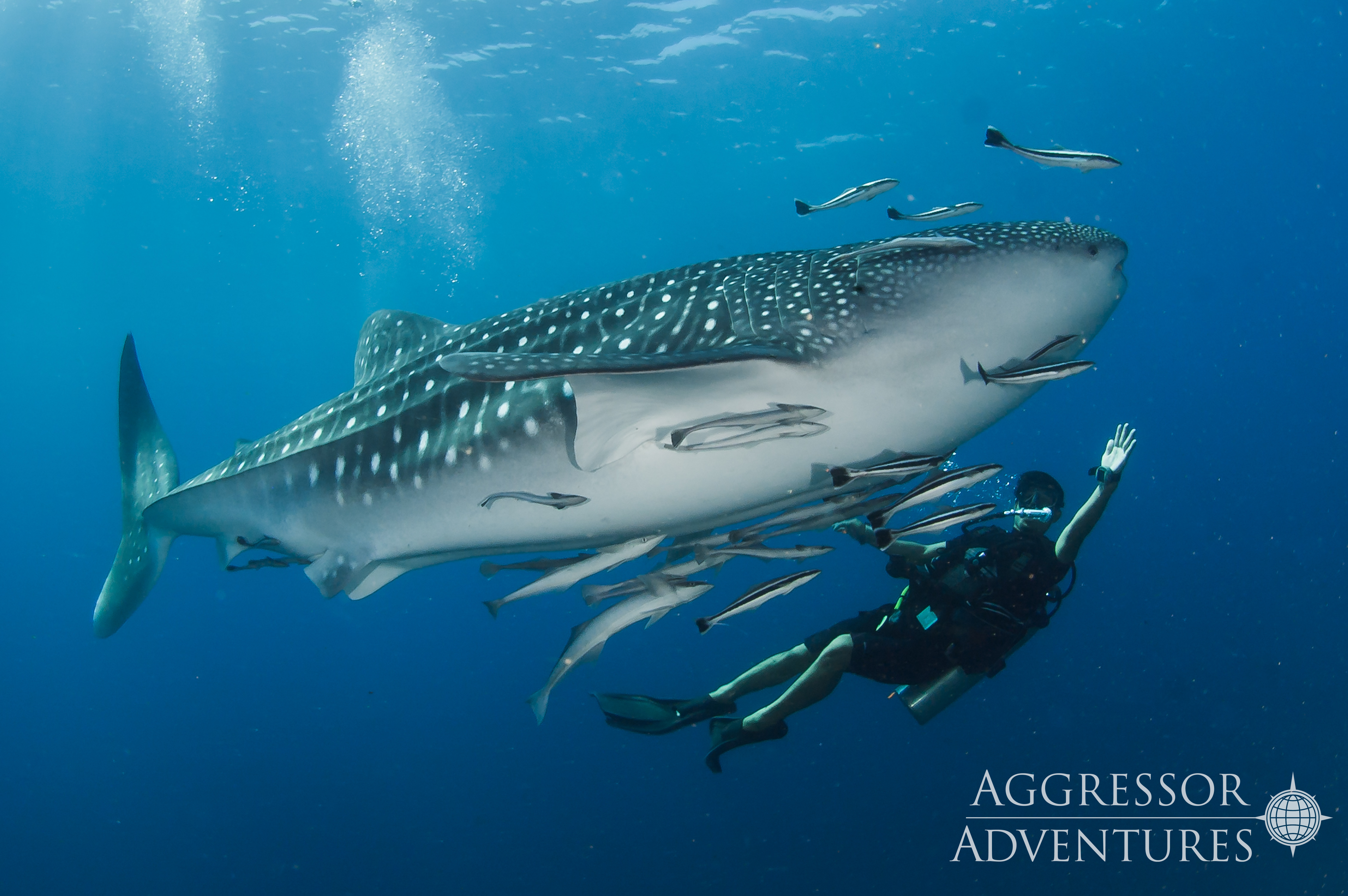 Whale shark swimming in the waters of the Andaman Sea