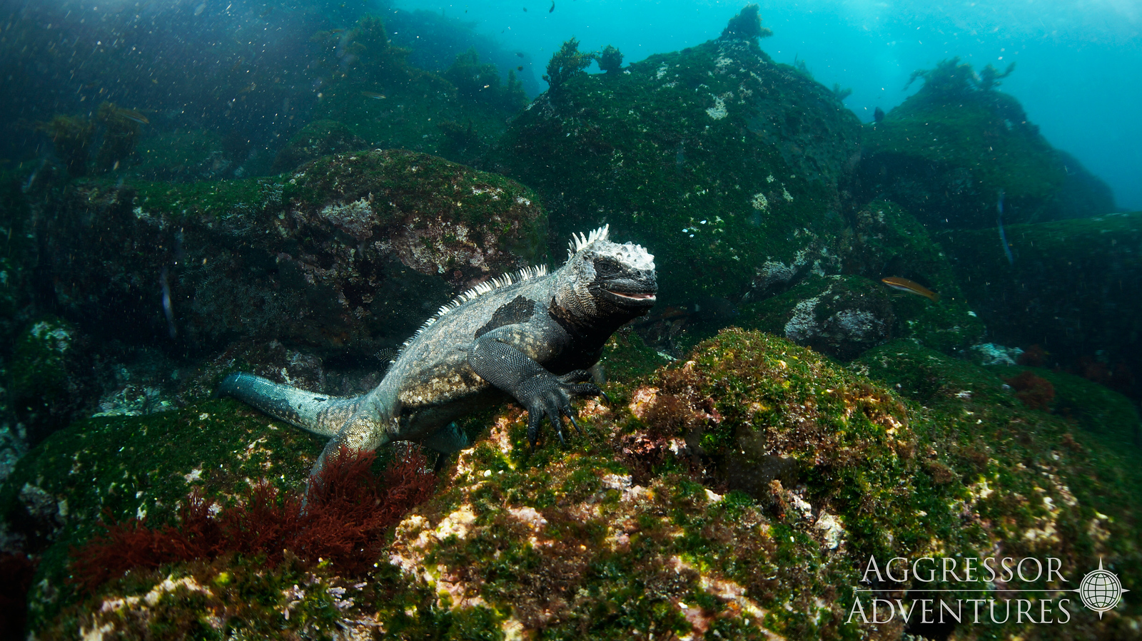 Marine Iguana Feeding near Fernandina Island in the Galapagos, Galapogos endemic species