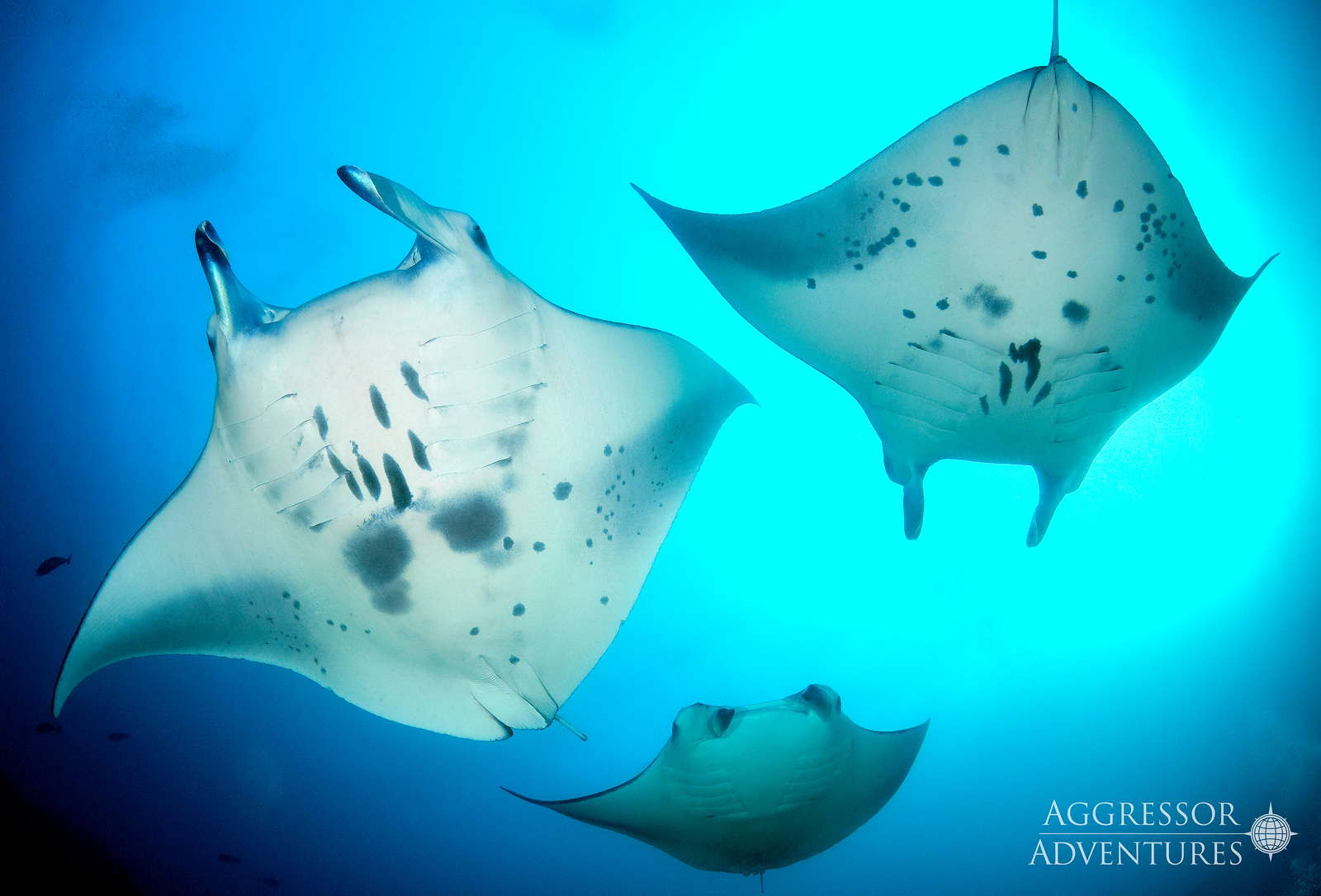 Majestic oceanic Manta Rays gliding through cystal clear Maldives waters