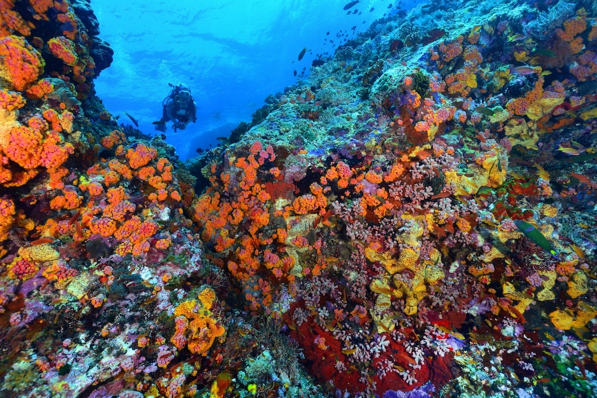 Reef in Tubbataha National Park - Philippines tropical diving paradise